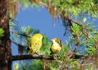 Photo of yellow Birds in a tree