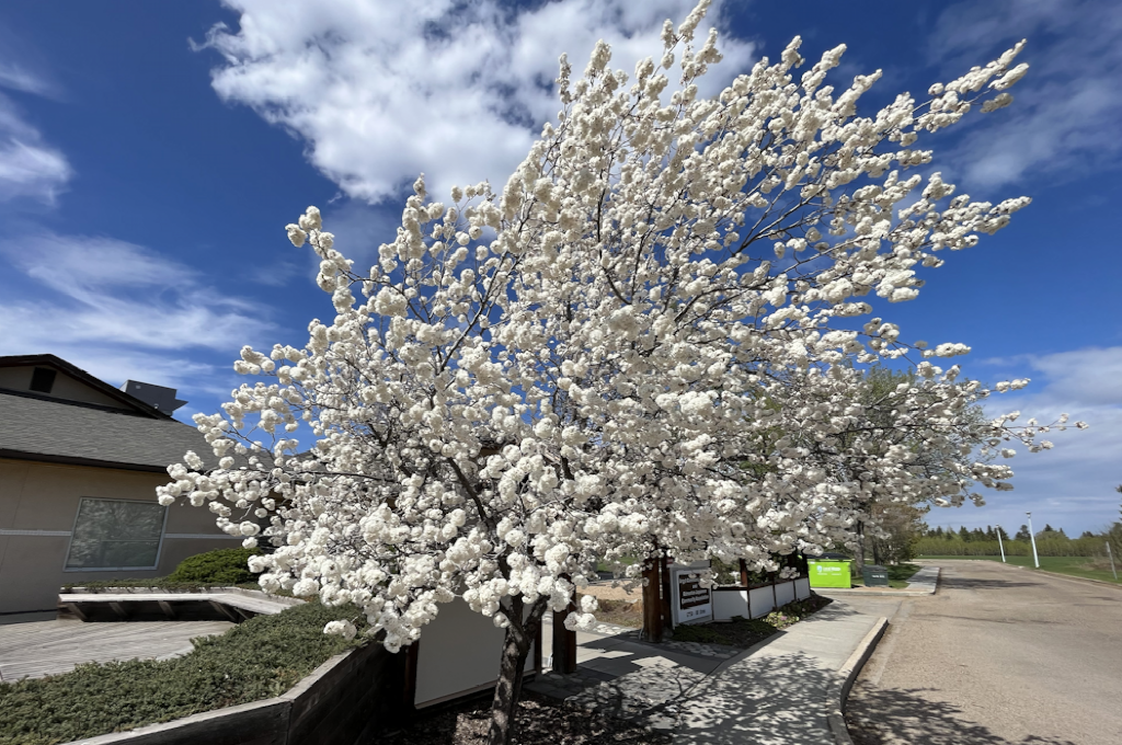 Spring Blossoms on Tree next to Gate